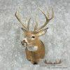 Whitetail Deer Taxidermy Shoulder Mount For Sale