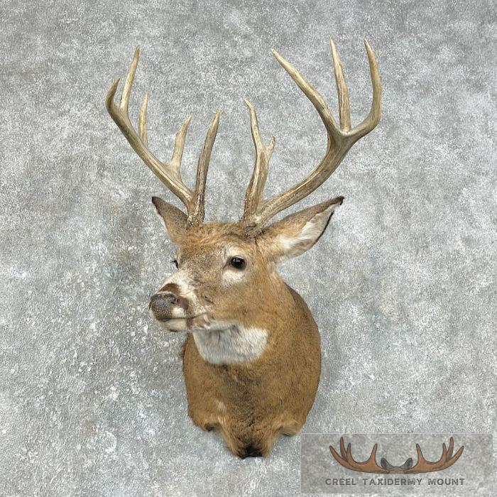 Whitetail Deer Taxidermy Shoulder Mount For Sale