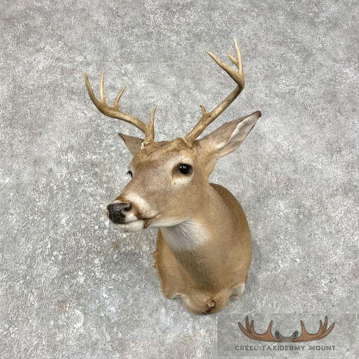 Whitetail Deer Shoulder Taxidermy Mount For Sale