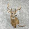 Whitetail Deer Taxidermy Shoulder Mount For Sale