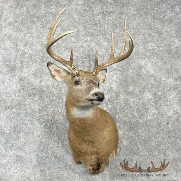 Whitetail Deer Taxidermy Shoulder Mount For Sale