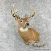Whitetail Deer Taxidermy Shoulder Mount For Sale
