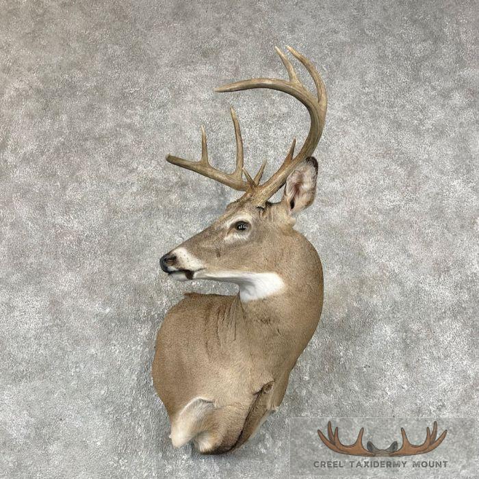 Whitetail Deer Shoulder Taxidermy Mount For Sale