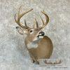 Whitetail Deer Taxidermy Shoulder Mount For Sale