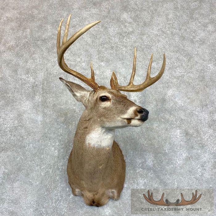 Whitetail Deer Shoulder Taxidermy Mount For Sale