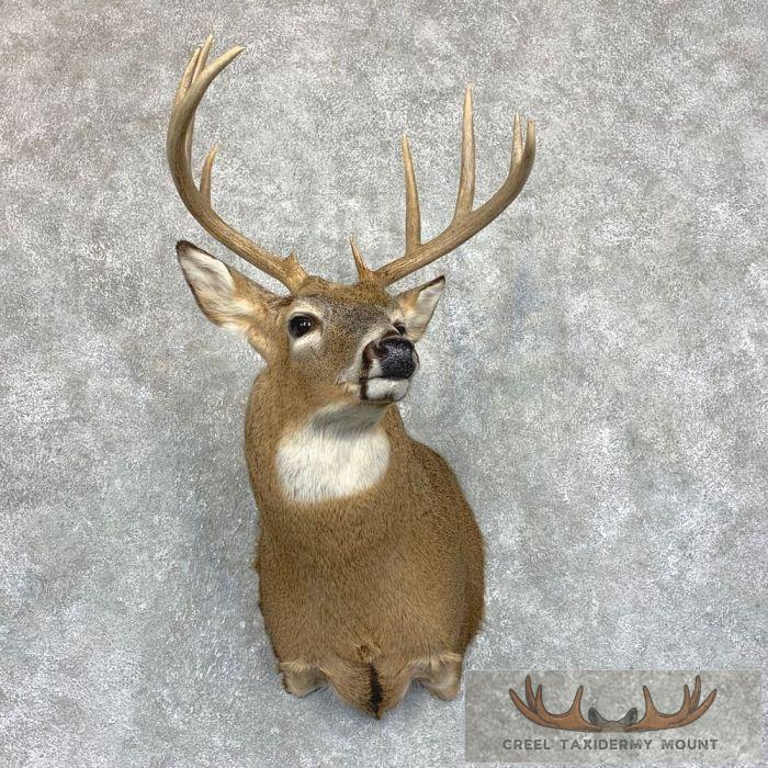 Whitetail Deer Shoulder Taxidermy Mount For Sale