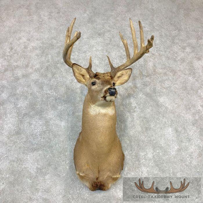 Whitetail Deer Shoulder Taxidermy Mount For Sale