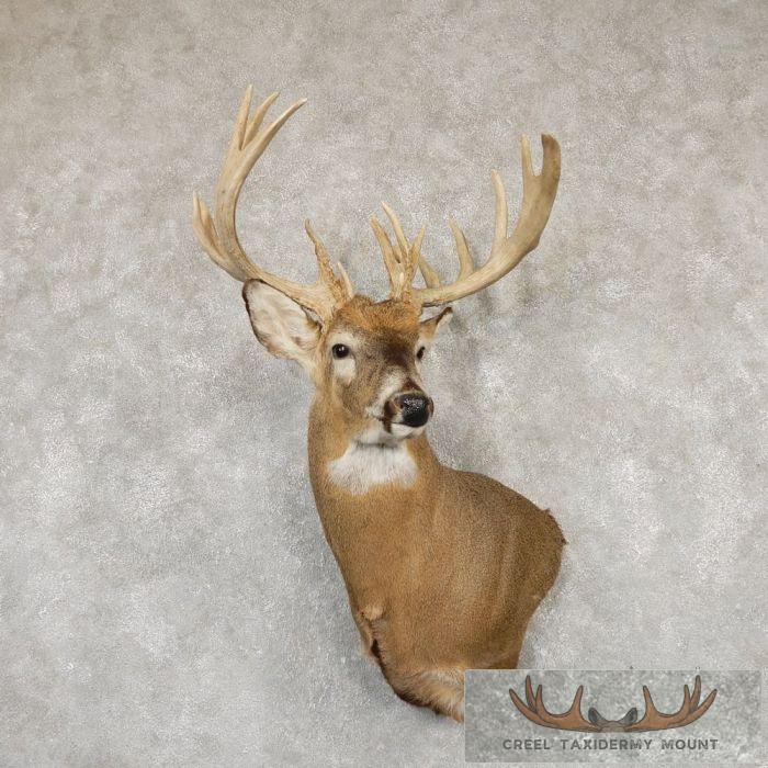 Whitetail Deer Shoulder Taxidermy Mount For Sale