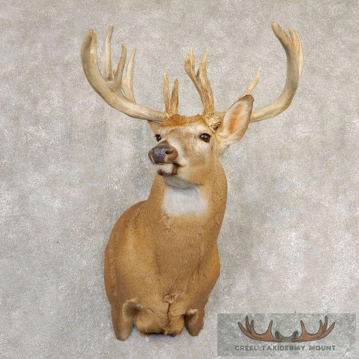 Whitetail Deer Shoulder Taxidermy Mount For Sale