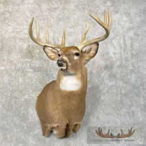 Whitetail Deer Shoulder Taxidermy Mount Taxidermy