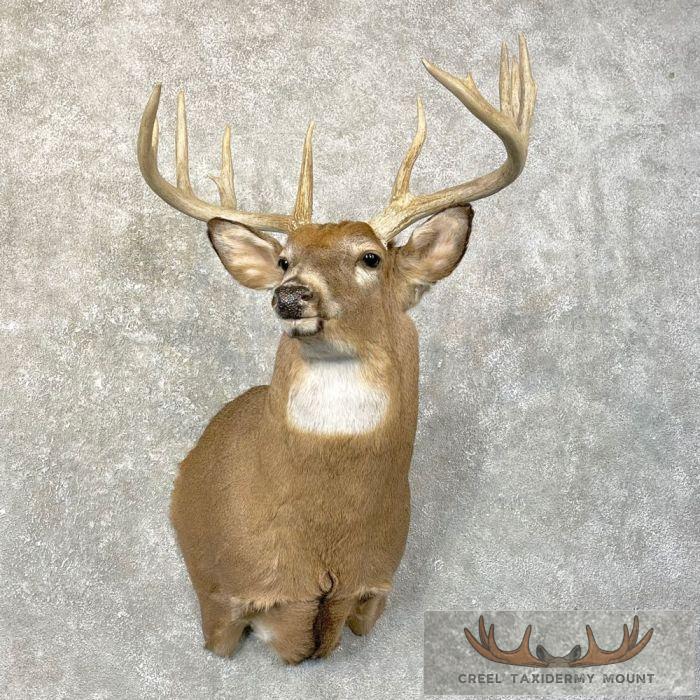 Whitetail Deer Shoulder Taxidermy Mount For Sale