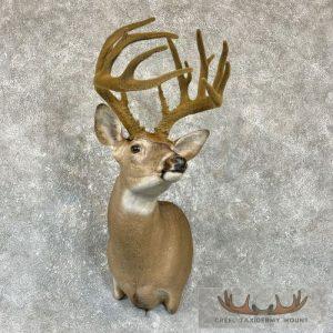 Whitetail Deer Shoulder Taxidermy Mount Taxidermy