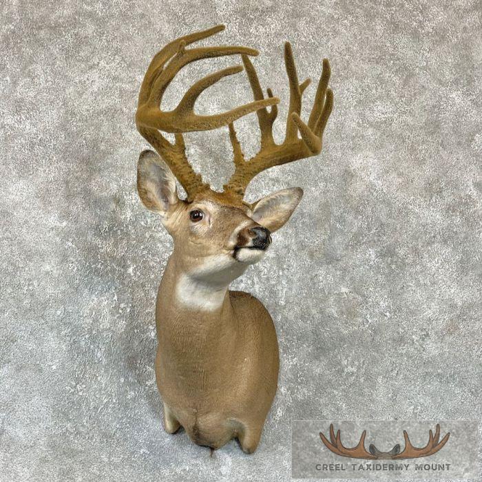 Whitetail Deer Shoulder Taxidermy Mount For Sale