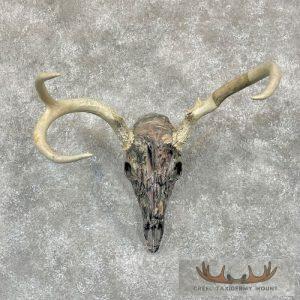 Whitetail Deer Skull Dipped Taxidermy Mount Taxidermy