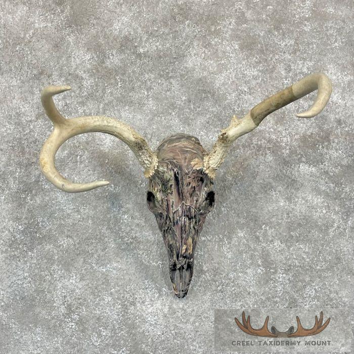 Whitetail Deer Skull Dipped Taxidermy Mount For Sale