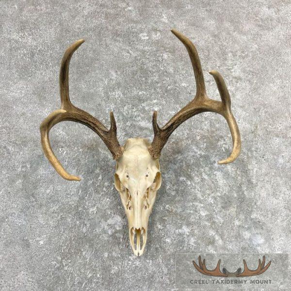 Whitetail Deer Skull European Taxidermy Mount For Sale