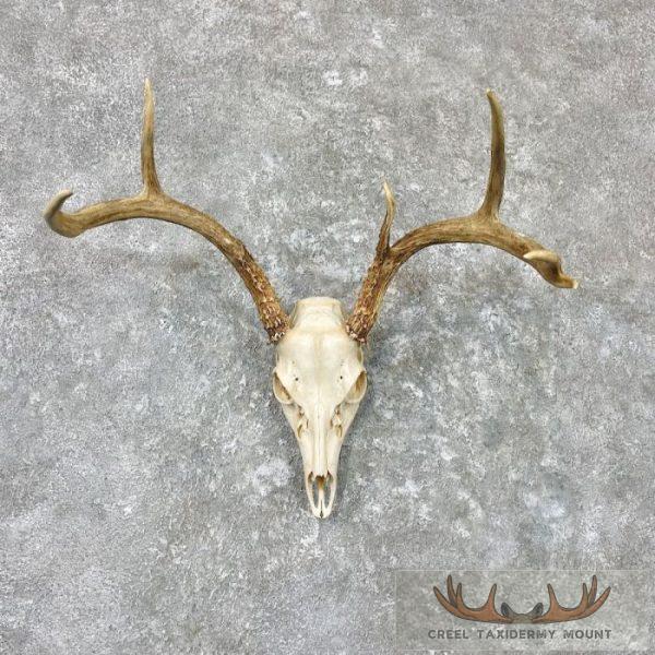 Whitetail Deer Skull European Taxidermy Mount For Sale