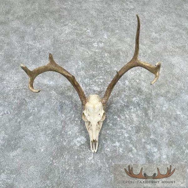 Whitetail Deer Skull European Taxidermy Mount For Sale