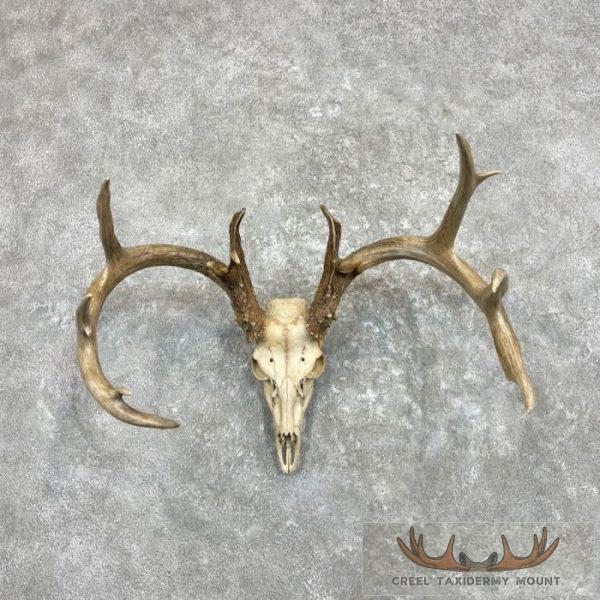 Whitetail Deer Skull European Taxidermy Mount For Sale