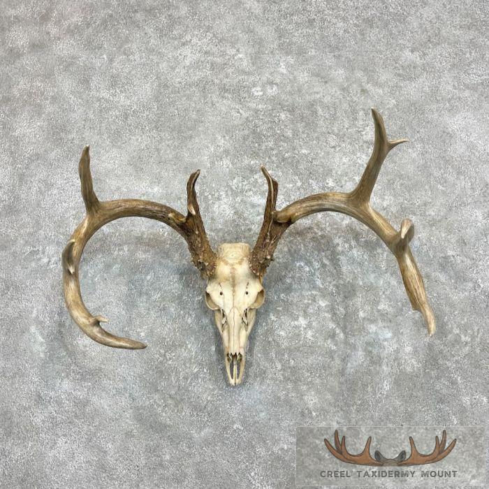 Whitetail Deer Skull European Taxidermy Mount For Sale