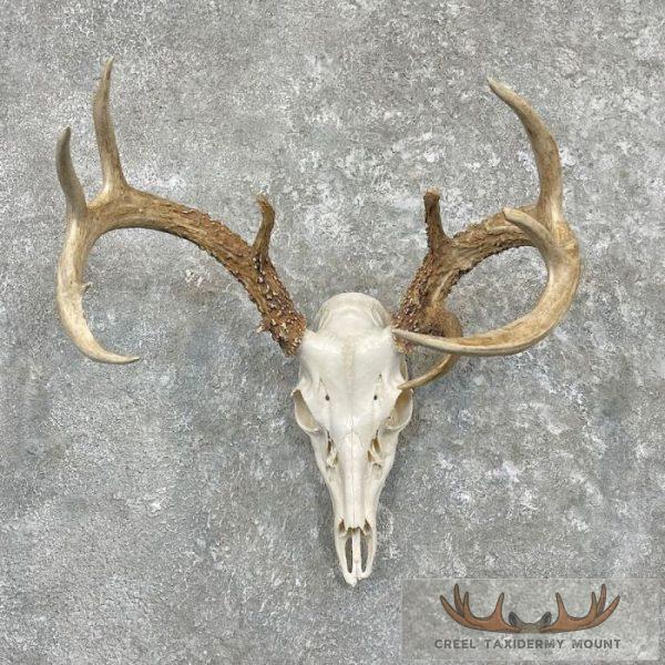 Whitetail Deer Skull European Taxidermy Mount For Sale