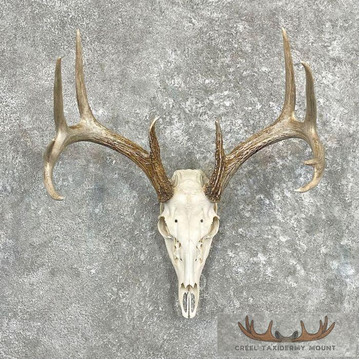 Whitetail Deer Skull European Taxidermy Mount For Sale