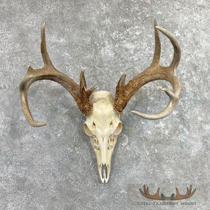 Whitetail Deer Skull European Taxidermy Mount For Sale