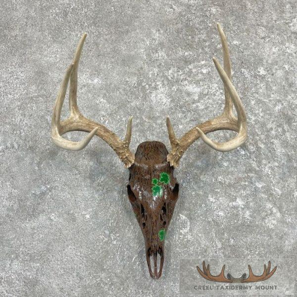 Whitetail Deer Skull European Taxidermy Mount For Sale