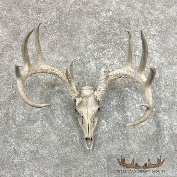Whitetail Deer Skull European Taxidermy Mount For Sale