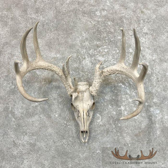 Whitetail Deer Skull European Taxidermy Mount For Sale