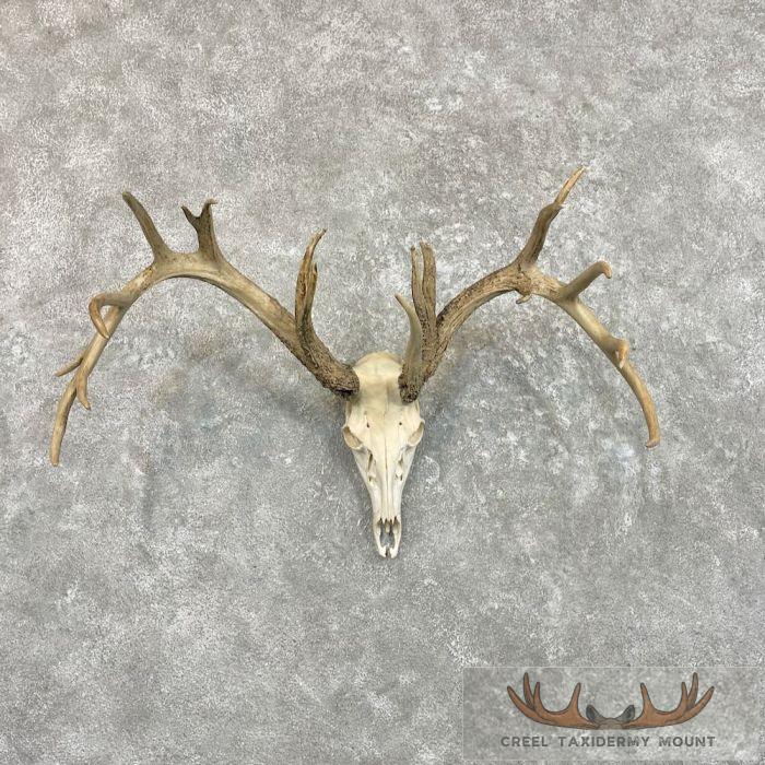 Whitetail Deer Skull European Taxidermy Mount For Sale