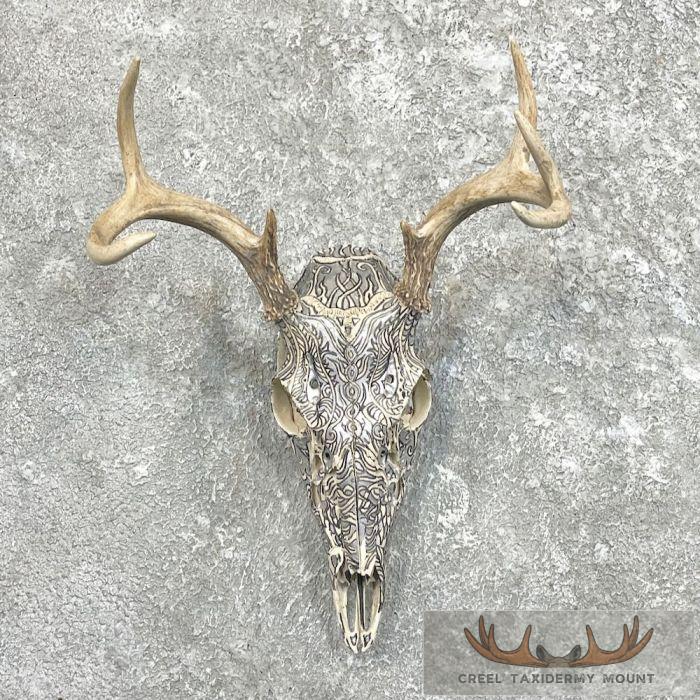 Whitetail Deer Skull European Taxidermy Mount For Sale