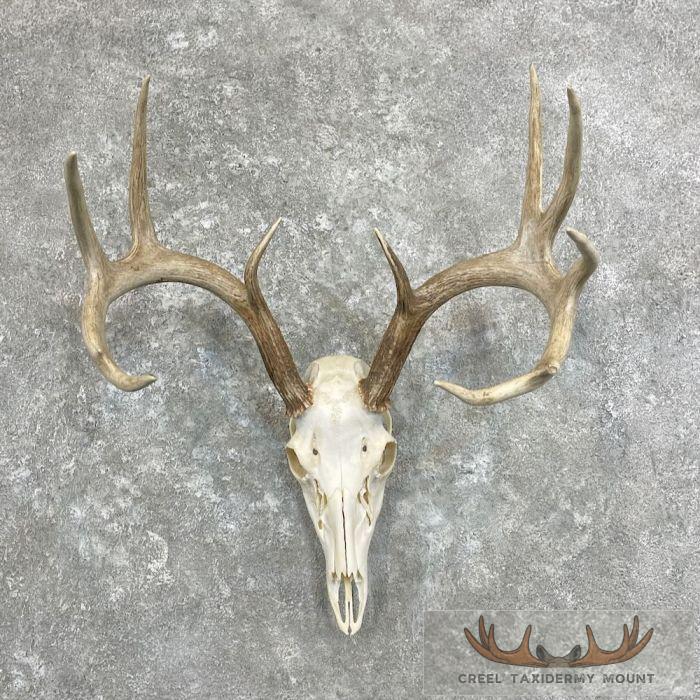 Whitetail Deer Skull European Taxidermy Mount For Sale