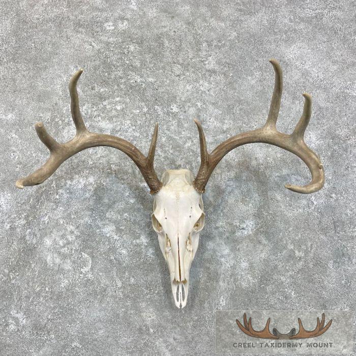 Whitetail Deer Skull European Taxidermy Mount For Sale
