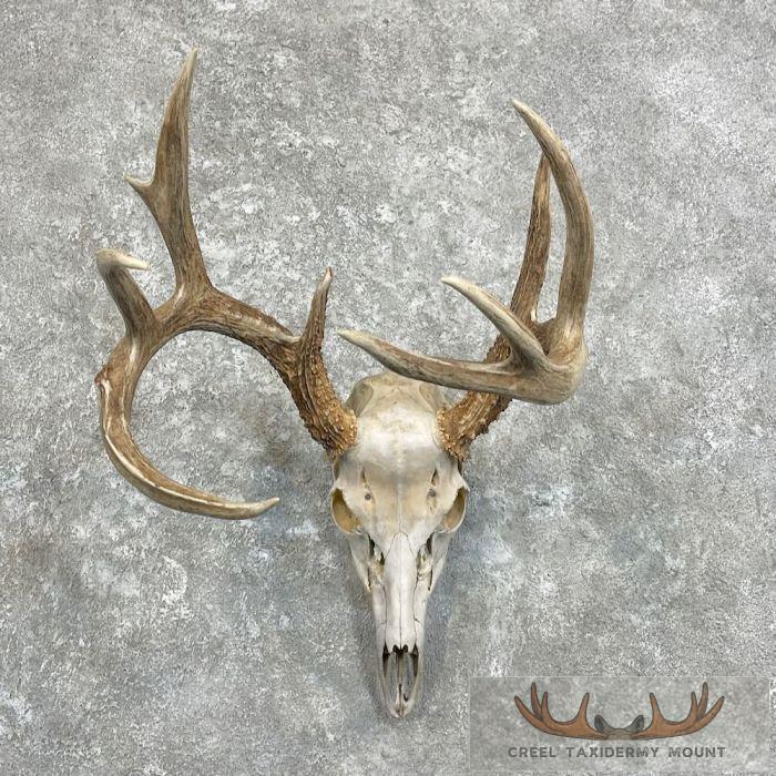 Whitetail Deer Skull European Taxidermy Mount For Sale