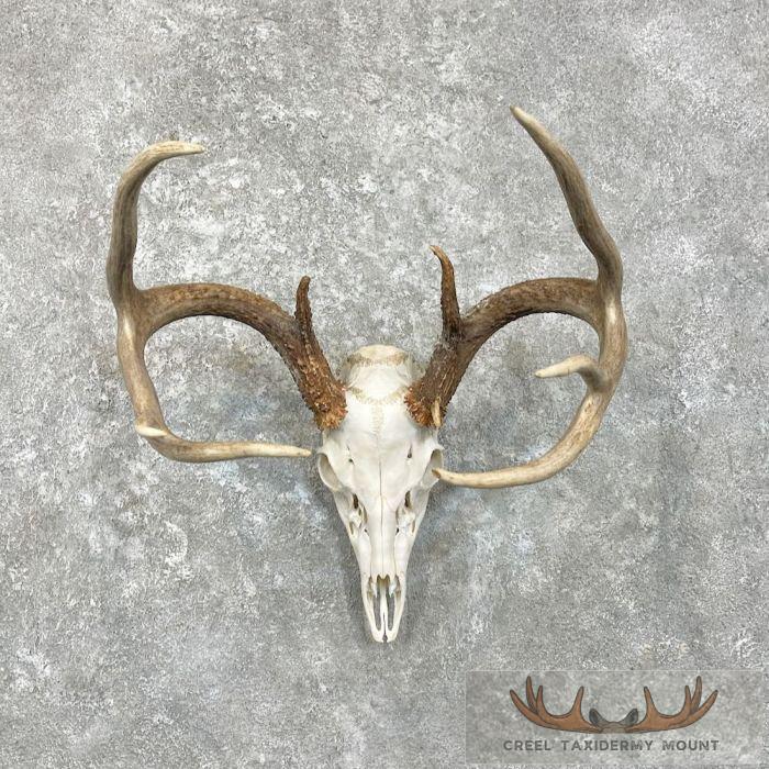 Whitetail Deer Skull European Taxidermy Mount For Sale