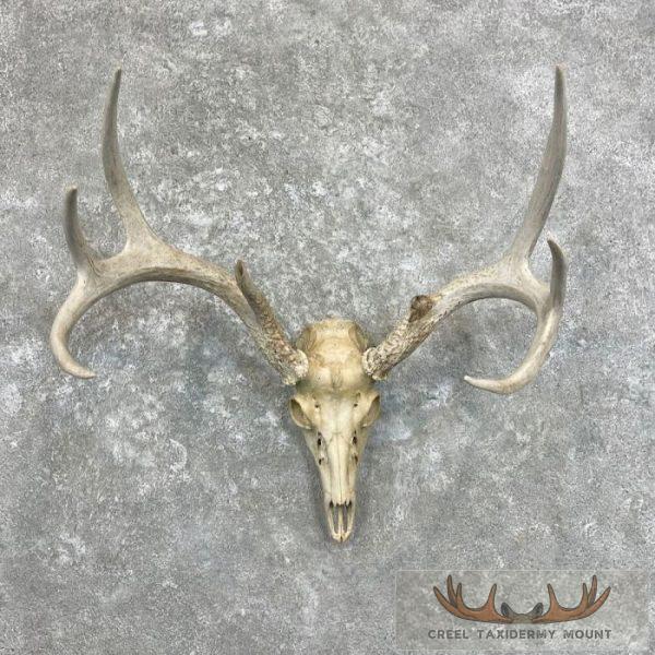 Whitetail Deer Skull European Taxidermy Mount For Sale