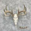 Whitetail Deer Skull European Taxidermy Mount For Sale