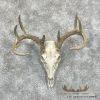 Whitetail Deer Skull European Taxidermy Mount For Sale