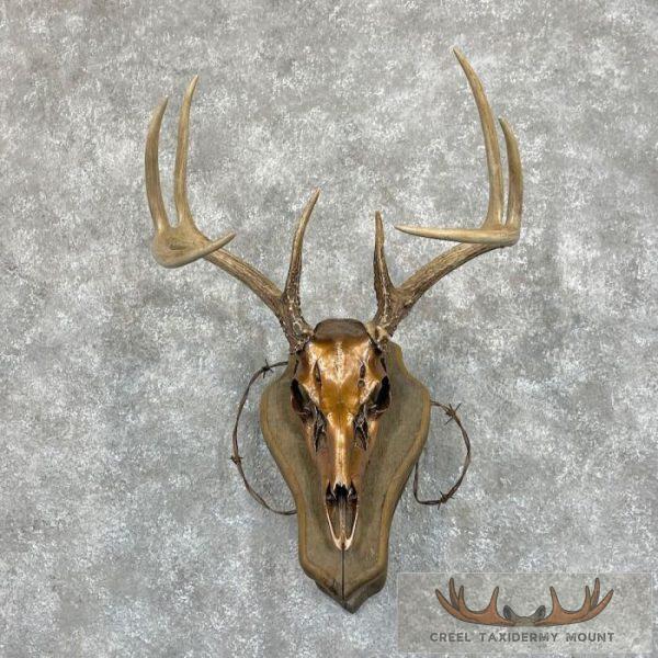 Whitetail Deer Skull European Taxidermy Mount For Sale