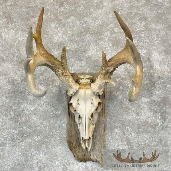 Whitetail Deer Skull European Taxidermy Mount For Sale