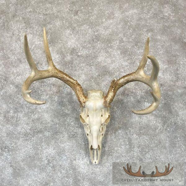 Whitetail Deer Skull European Taxidermy Mount For Sale