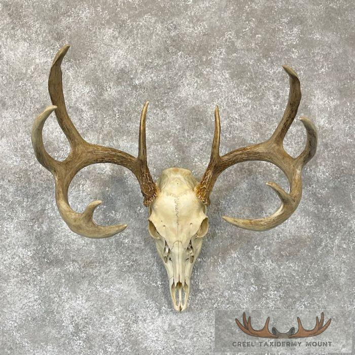 Whitetail Deer Skull European Taxidermy Mount For Sale