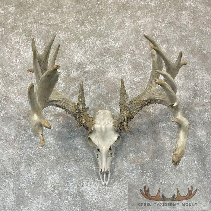 Whitetail Deer Skull European Taxidermy Mount For Sale