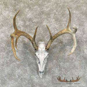 Whitetail Deer Skull European Taxidermy Mount Taxidermy