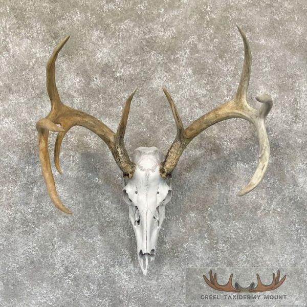 Whitetail Deer Skull European Taxidermy Mount For Sale