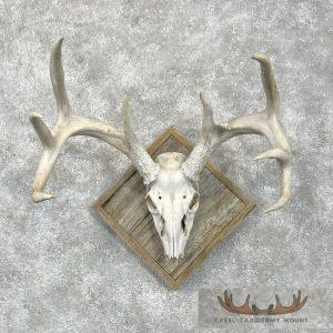 Whitetail Deer Skull European Taxidermy Mount Taxidermy