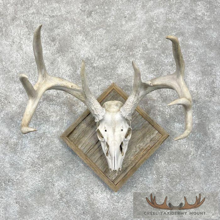 Whitetail Deer Skull European Taxidermy Mount For Sale