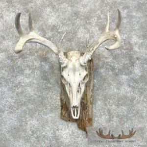 Whitetail Deer Skull European Taxidermy Mount Taxidermy