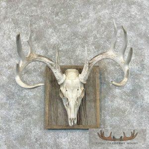 Whitetail Deer Skull European Taxidermy Mount Taxidermy